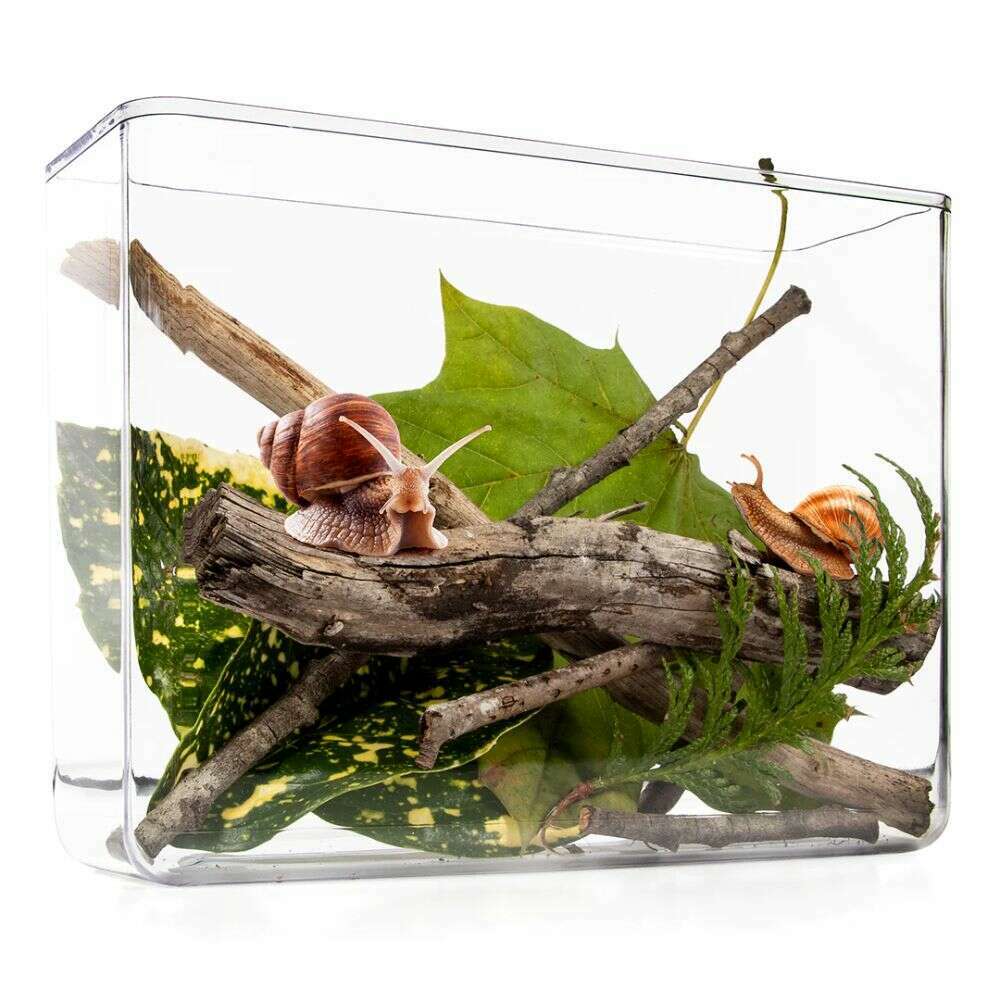 Toys N Tuck:My Living World Snail World,My Living World