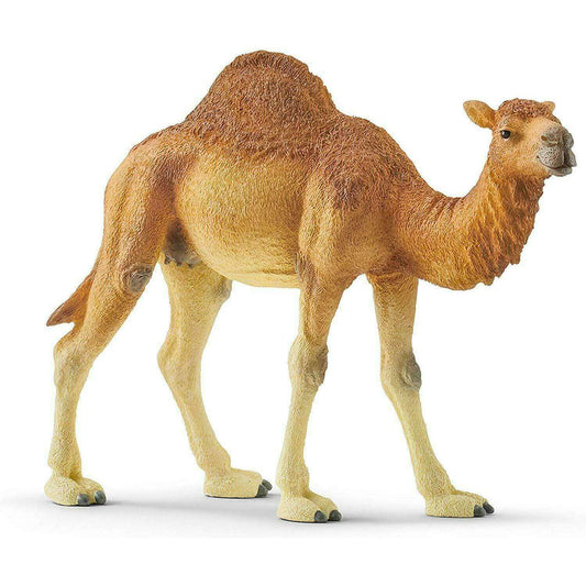 Toys N Tuck:Schleich 14832 Wild Life Dromedary,Schleich