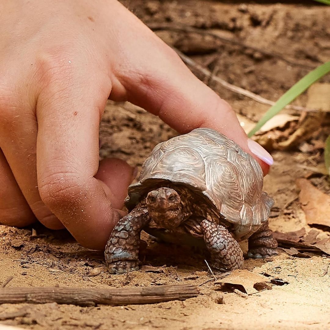 Schleich Wild Life Giant Tortoise 14824